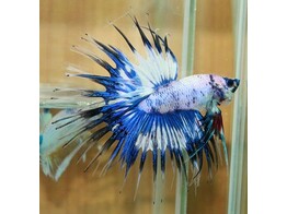 Betta crowntail AAA Fancy male L