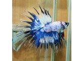 Betta crowntail AAA Fancy male L