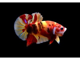 Betta plakat koi candy male L