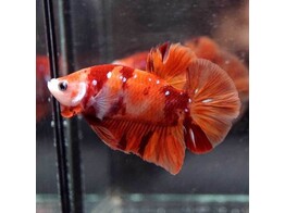 Betta plakat koi nemo male L