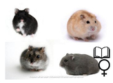 Russische hamster mix vrouw  /  Hamster russes mix femelle  