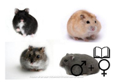 Russische hamster russes mix 2 geslachten / sexes   certific