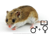 Chinese hamster beide geslachten  /  Hamster chinois deux sexes   certifica a t