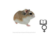 Roborovski hamster wildkleur/couleur sauvage vrouw/femelle   certifica a t