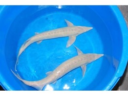 Acipenser ruthenus albino 35-40