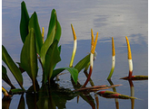 Orontium aquaticum