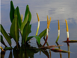 Orontium aquaticum