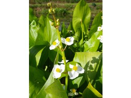 Sagittaria latifolia