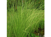 Scirpus lacustris  Albescens 