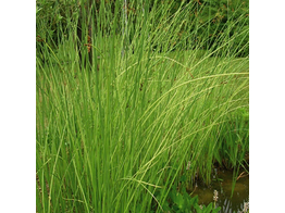 Scirpus lacustris  Albescens 