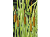 Typha latifolia  Variegatus 