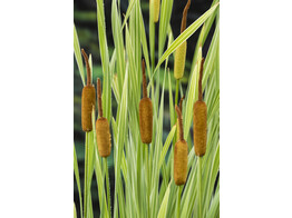 Typha latifolia  Variegatus 