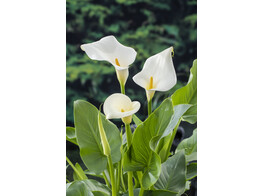 Zantedeschia aethiopica