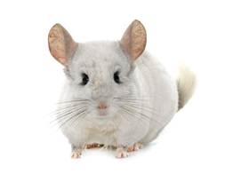 Chinchilla wit/bont  man  /  Chinchilla blanc/panache  male