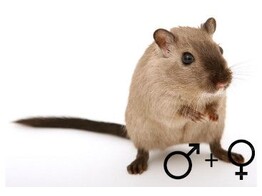 Gerbil beide geslachten  /  Gerbille deux sexes