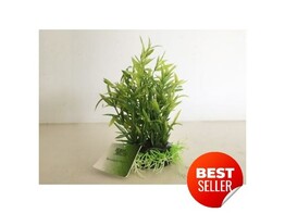 Terrarium plant  fine leaves