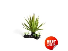 Terrarium plant  thin succulent