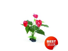 Terrarium plant  red flowers