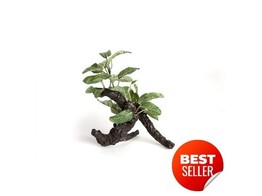 Terrarium plant  small ficus