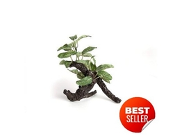 Reptech Terrarium plant  small ficus