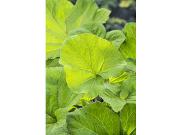 Petasites hybrides