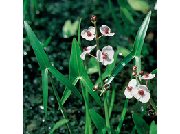 Sagittaria sagittifolia