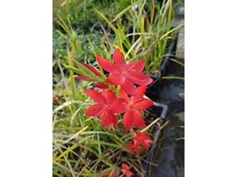 Schizostylis coccinea