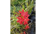 Schizostylis coccinea