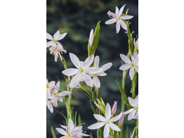 Schizostylis coc.  Mrs. Hegarty 