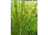 Scirpus lacustris