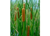 Typha angustifolia