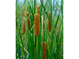 Typha angustifolia