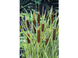 Typha latifolia