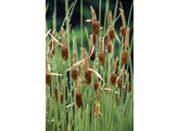 Typha minima