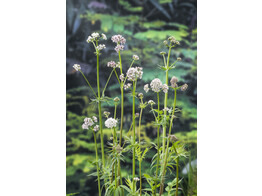 Valeriana officinalis