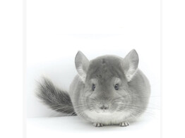 Chinchilla violet vrouw  /  Chinchilla violet femelle