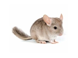 Chinchilla beige vrouw /  Chinchilla beige femelle