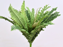 Curly Fern L 41cm