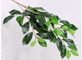 Ficus tak/branche 65cm