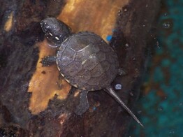 Emys orbicularis European Pond Turtle Nakweek / Elevage S