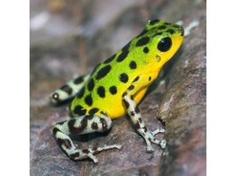 Oophaga pumilio Strawberry Dartfrog Colon Nakweek / Elevage