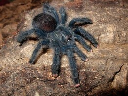 Avicularia avicularia Pink Toe Tarantula Wildvang / Sauvage