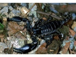 Heterometrus spiniferus Asian Black Forest Scorpion Wildvang