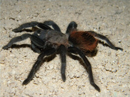 Brachypelma vagans Black   Red Tarantula Nakweek/Elevage  M