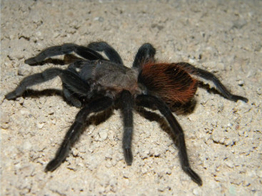 Brachypelma vagans Black   Red Tarantula Nakweek/Elevage  M