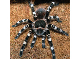 Acanthoscuria geniculata Brazilian Bird Eater S Nakweek / Elevage