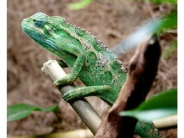 Trioceros ellioti Blue Chameleon Nakweek / Elevage L