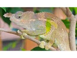 Kinyongia boehmei Bohmeis Twohornchameleon Male Nakweek/Elevage L