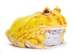 Ceratophrys cranwelli Pacman Frog Albino Nakweek / Elevage S