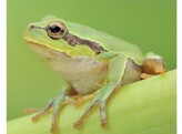 Hyla arborea European Treefrog Nakweek/Elevage S